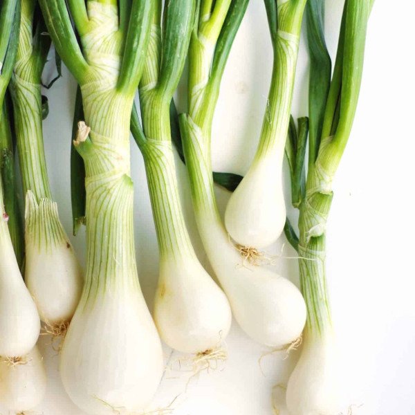 Spring Onion