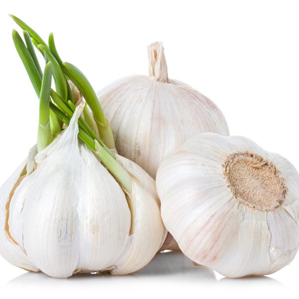 Garlic