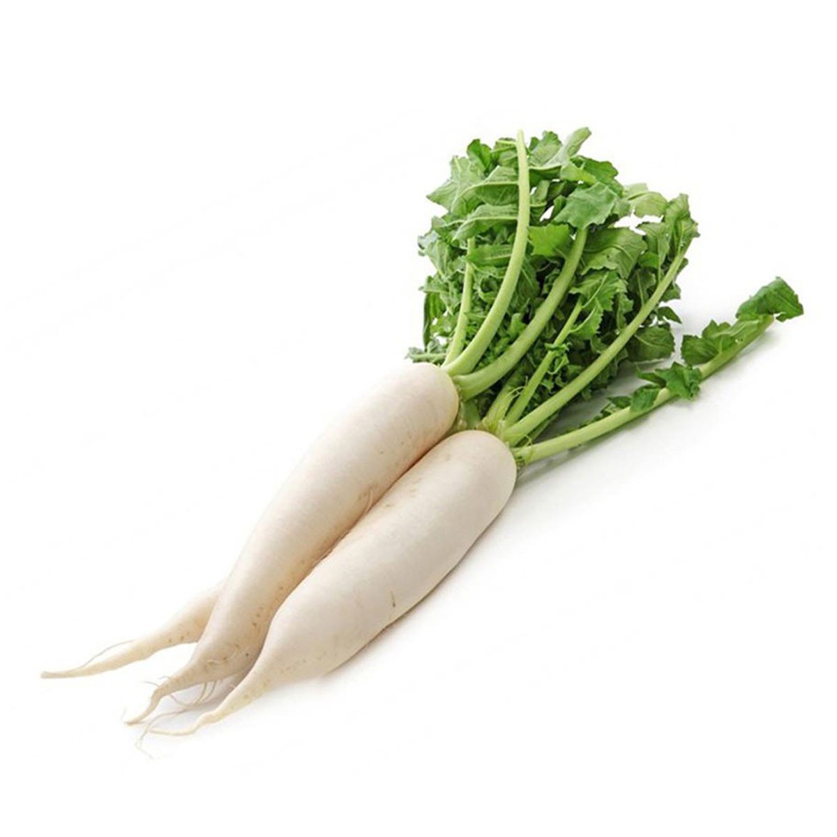 Radish White