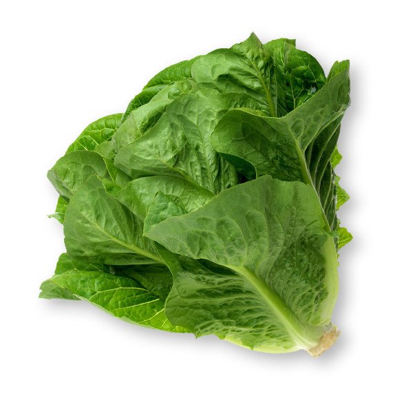 Lettuce Romaine