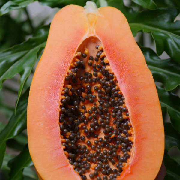 Papaya